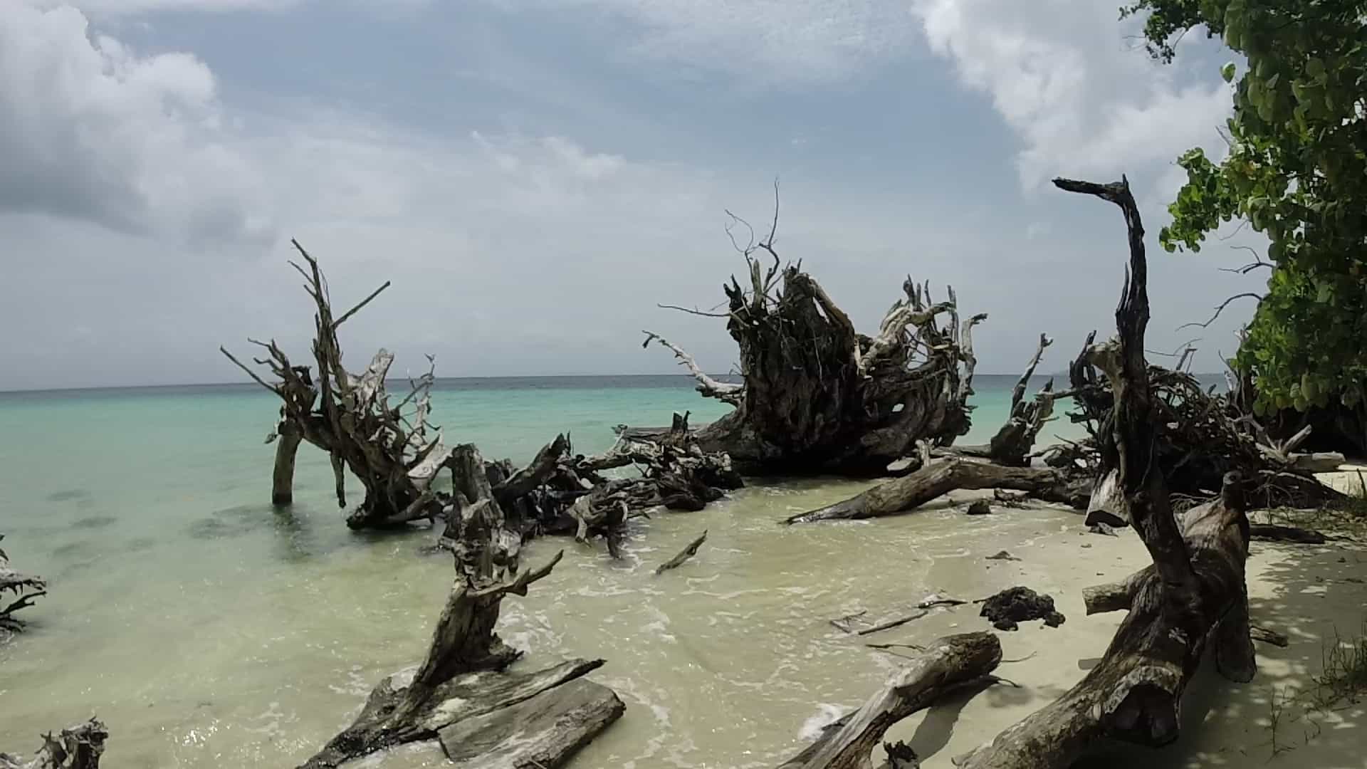 elephant beach havelock island