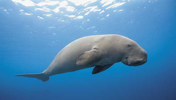 Dugong Sea Cow, Andaman Islands and Sighting | Andaman Travel Blog By Experience Andamans Dugong Sea Cow, Andaman Islands and Sighting | Andaman Travel Blog By Experience Andamans