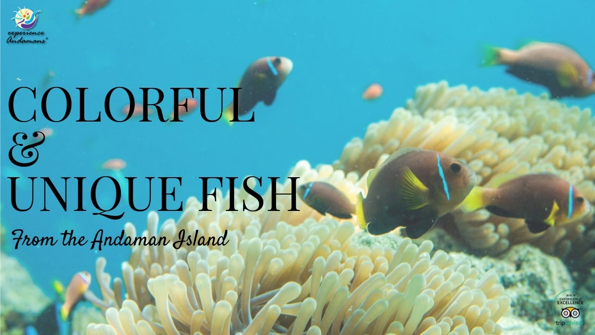 Colorful and Unique Fishes of the Andaman Island | Andaman Travel Blog By  Experience Andamans