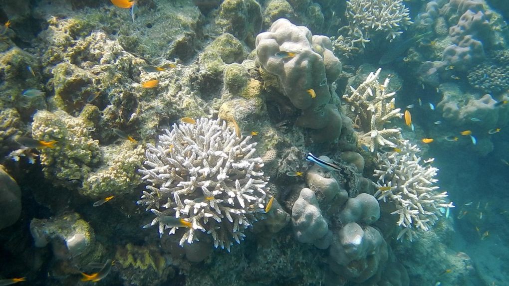 Coral reef in the Andaman Islands protected for marine conservation